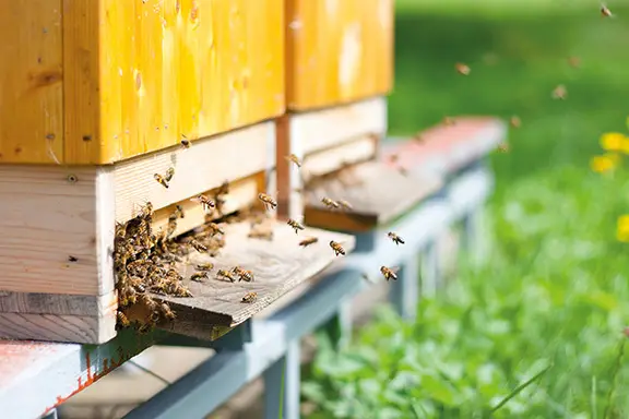 Bienenbeuten aus Holz in einer Imkerei